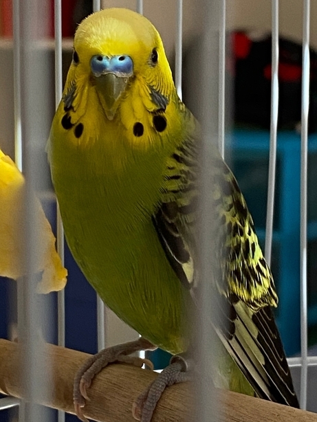 becco